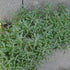 Lâna caprei - Cerastium tomentosum Silver White
