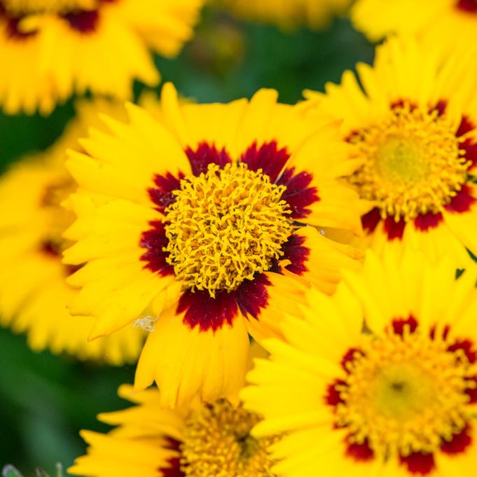 Ochiul Fetei - Coreopsis grandiflora Sunfire Yellow Red