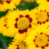 Ochiul Fetei - Coreopsis grandiflora Sunfire Yellow Red