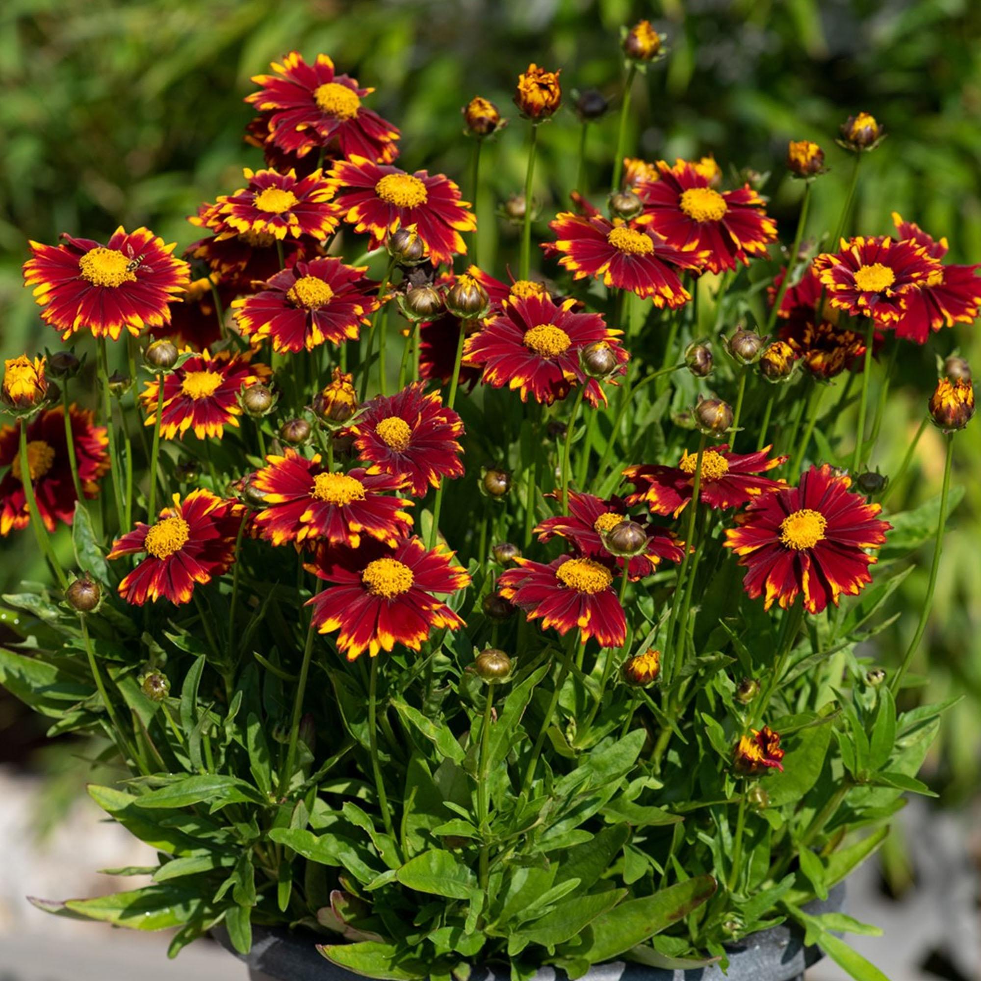 Ochiul fetei - Coreopsis grandiflora Uptick Red