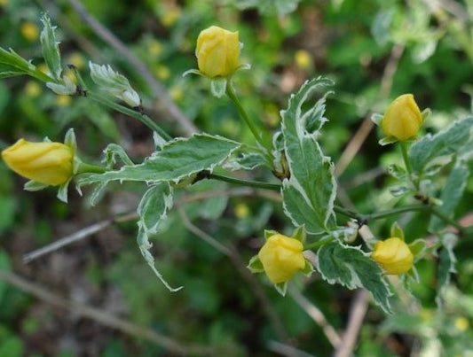 Trandafir japonez - Kerria japonica 'Picta'