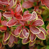 Dracilă japoneză ‘Golden Ring’ - Berberis thunbergii 'Golden Ring' 