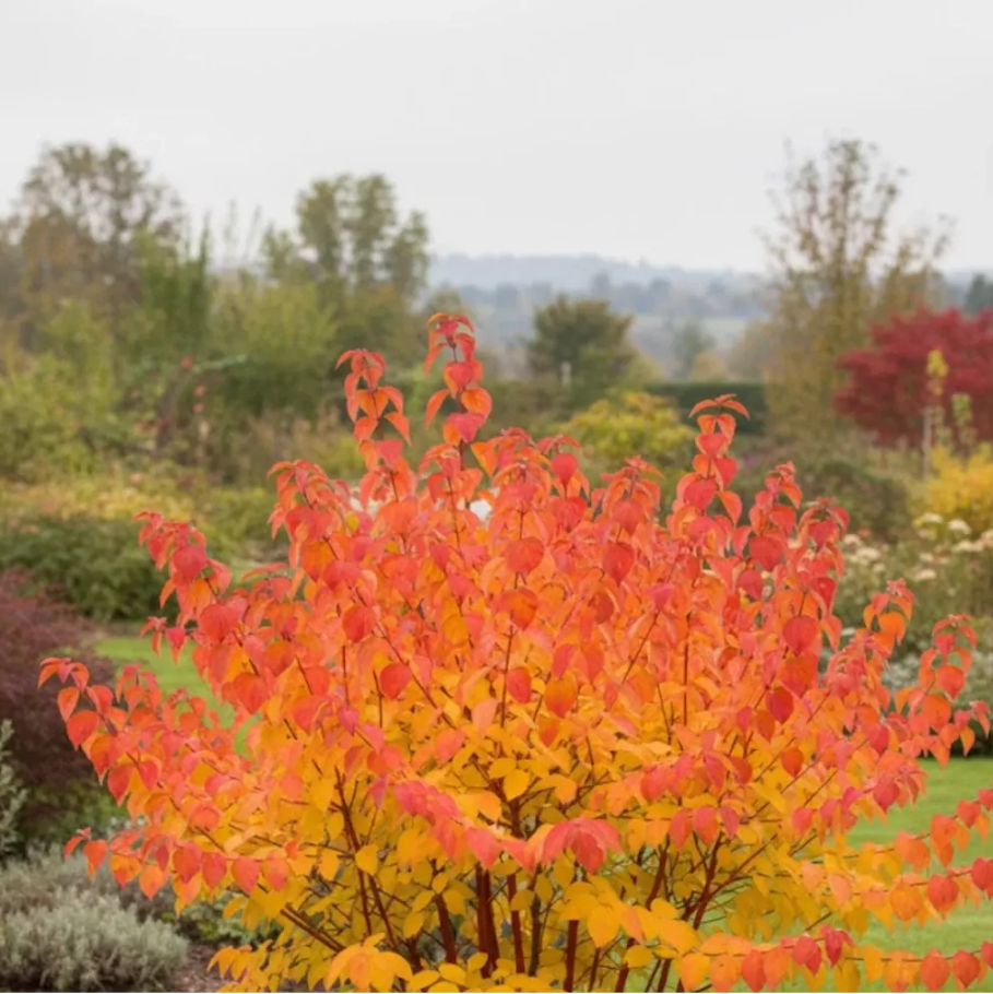 Corn portocaliu - Cornus sanguinea ‘Magic Flame’