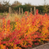 Corn portocaliu - Cornus sanguinea ‘Magic Flame’