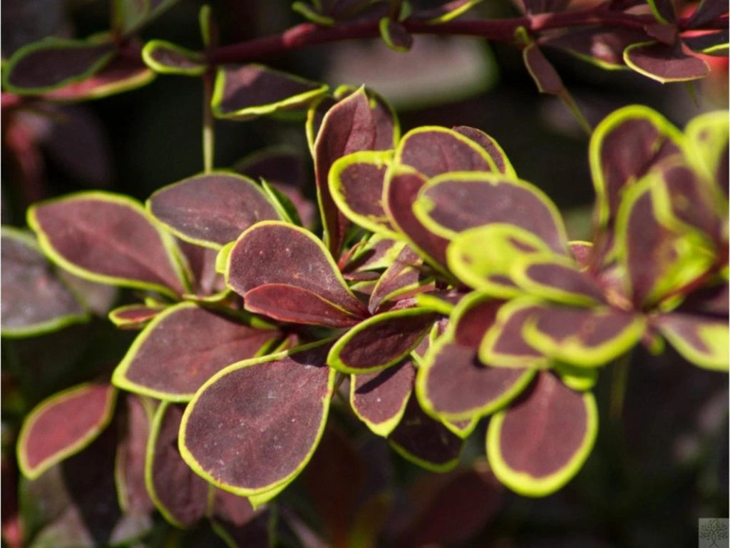 Dracilă japoneză ‘Golden Ring’ - Berberis thunbergii 'Golden Ring' 