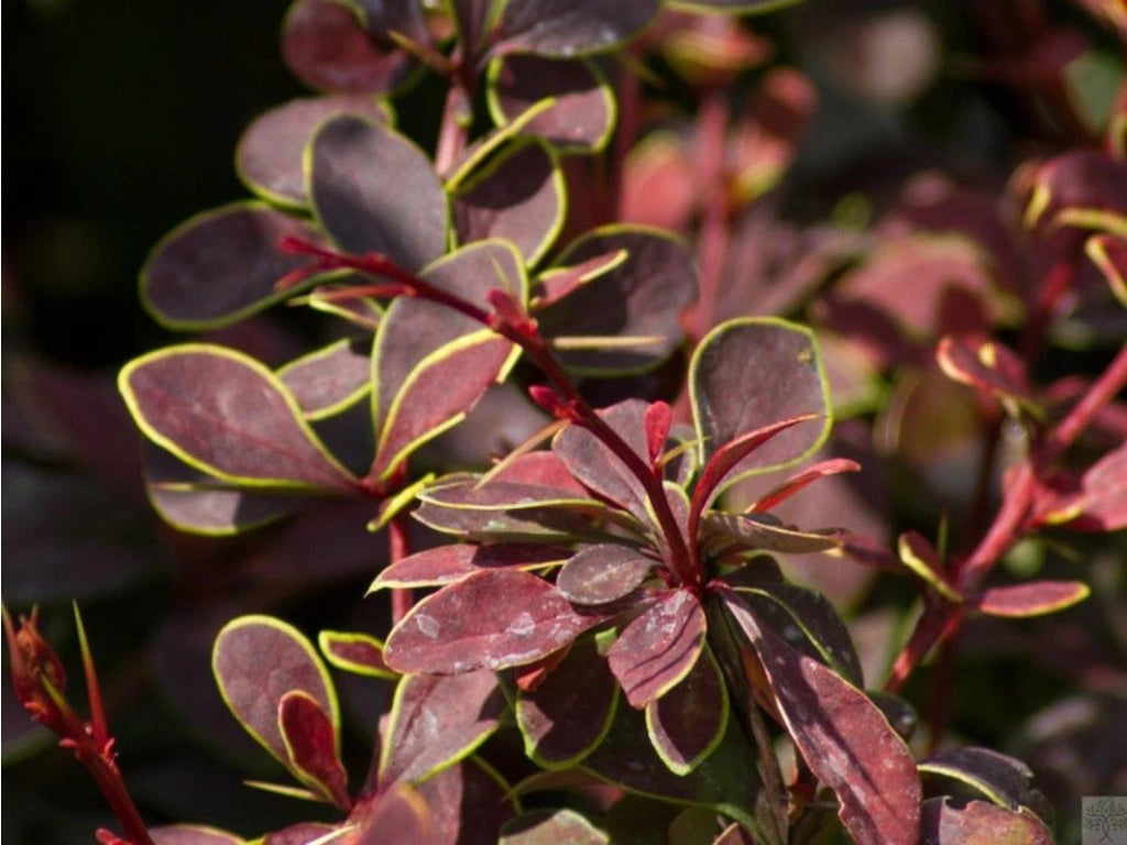 Dracilă japoneză ‘Golden Ring’ - Berberis thunbergii 'Golden Ring' 