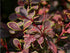 Dracilă japoneză ‘Golden Ring’ - Berberis thunbergii 'Golden Ring' 