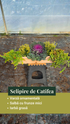 Sclipire de Catifea - pachet de flori ptr jardiniere de toamnă/iarnă