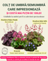 Sub 100lei: Colț de umbră/semiumbră decorativ pentru grădini mici