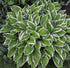 Crin de umbră – Hosta hybrida Albomarginata
