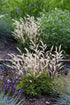 Barba caprei pitică - Aruncus aethusifolius