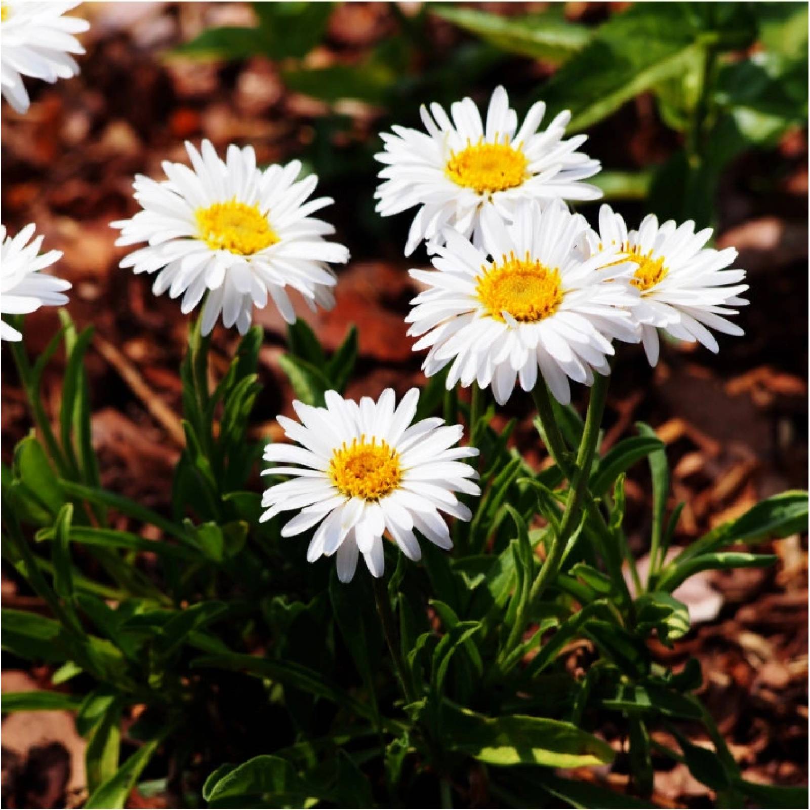 Aster Alpin - Aster Alpinus White