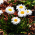 Aster Alpin - Aster Alpinus White