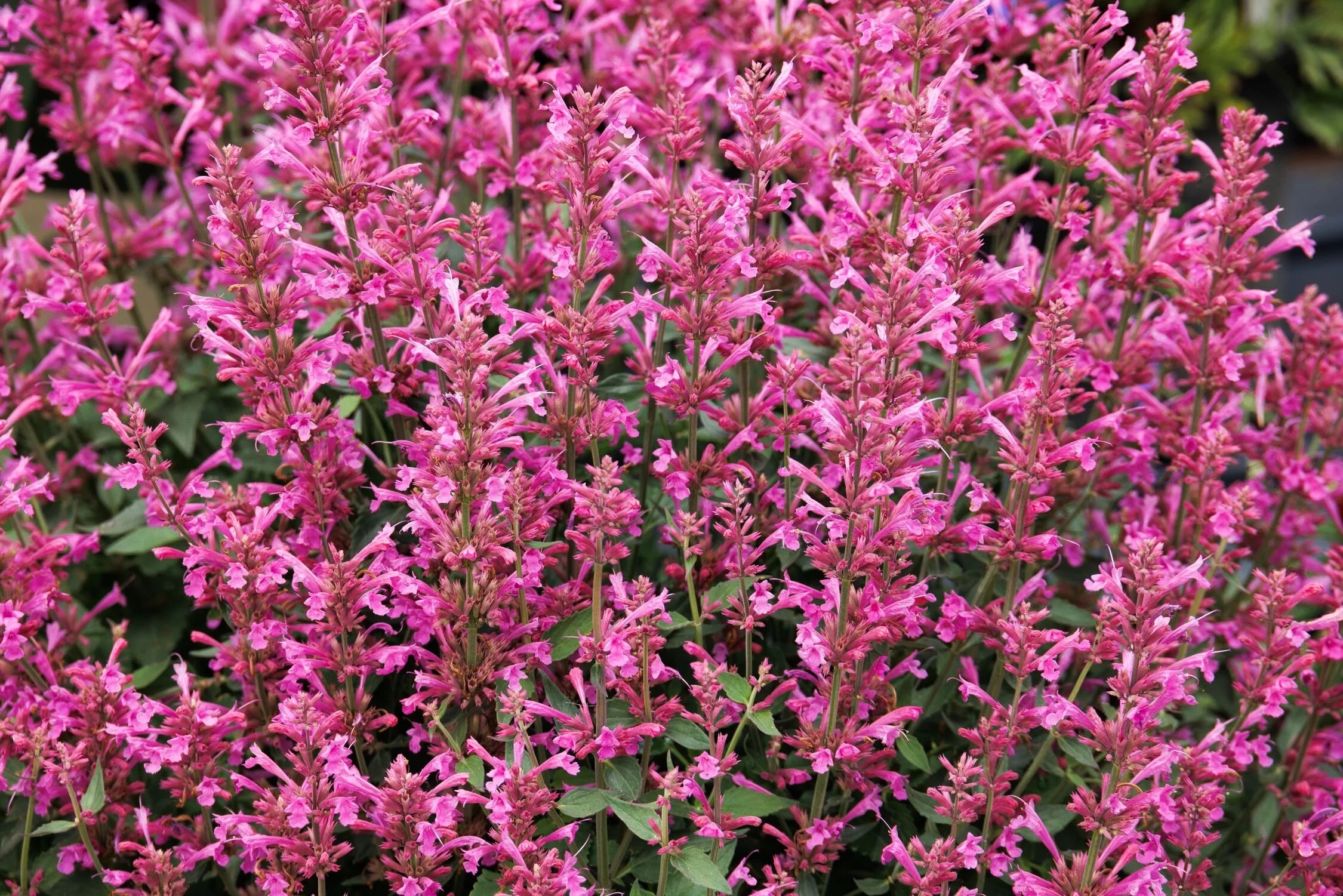 Isop ornamental - Agastache mexicana Summerlong™ ‘Liliac’