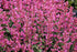 Isop ornamental - Agastache mexicana Summerlong™ ‘Liliac’