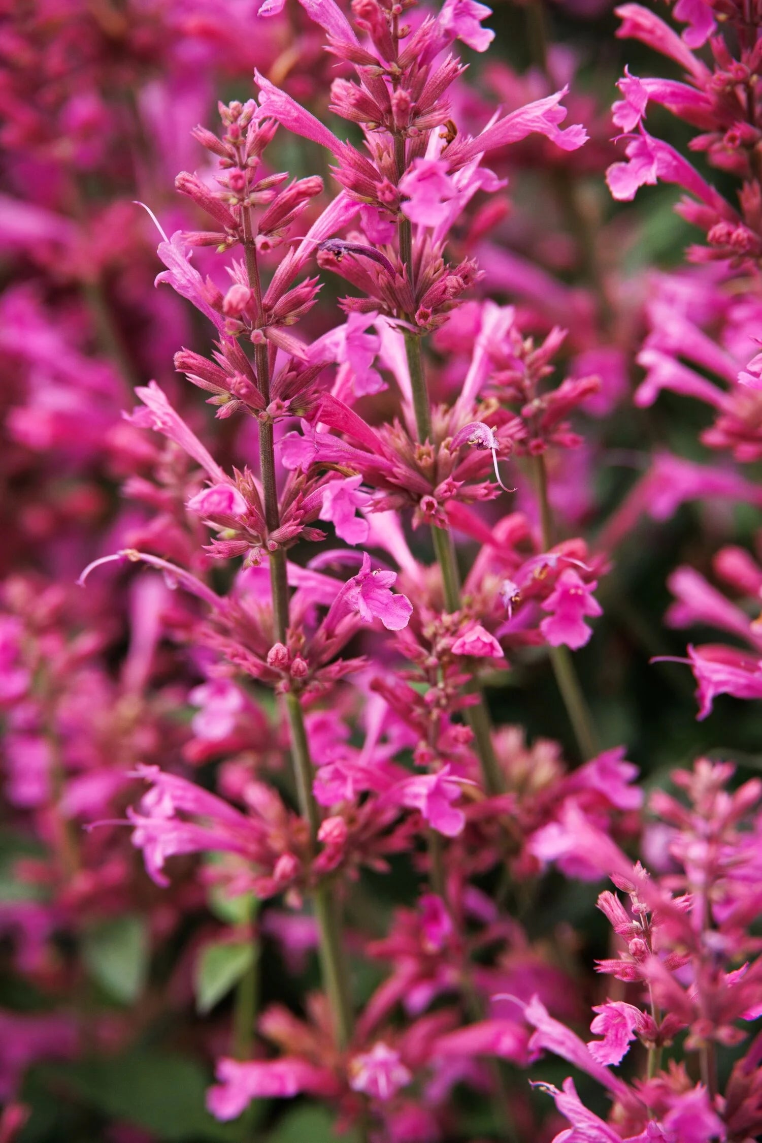 Isop ornamental - Agastache mexicana Summerlong™ ‘Liliac’