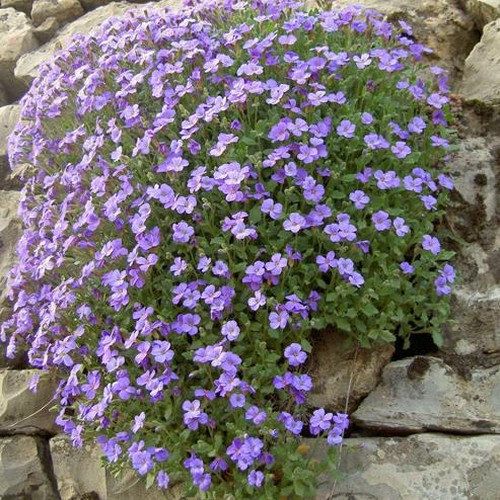 Aubrieta Deltoidea Cascade Blue