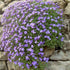 Aubrieta Deltoidea Cascade Blue