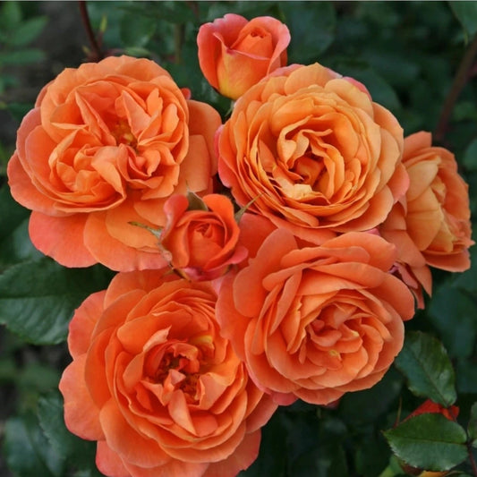 Trandafir pitic portocaliu - Rosa Orange IMP