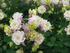 Căldărușe - Aquilegia vulgaris Winky Double Rose & White