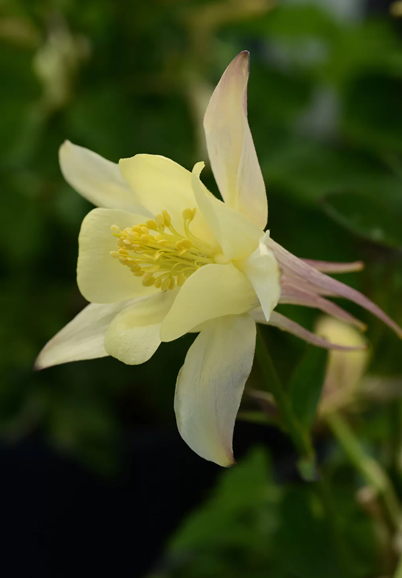 Căldărușe - Aquilegia caerulea Earlybird™  Yellow