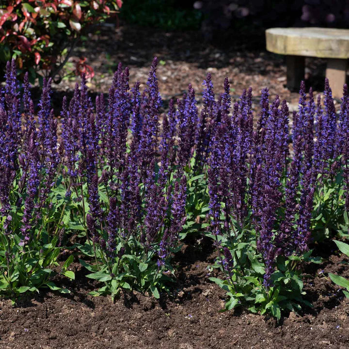 Jaleș de câmp albastru - Salvia nemorosa Salvatore Blue