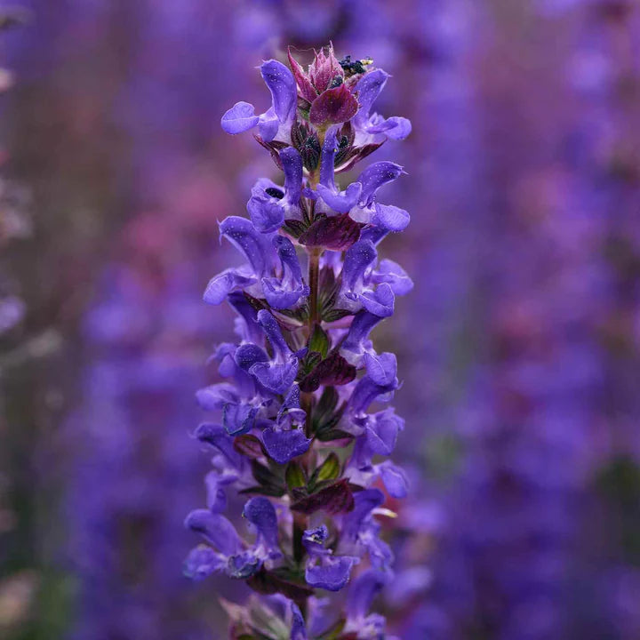 Jaleș de câmp albastru - Salvia nemorosa Salvatore Blue