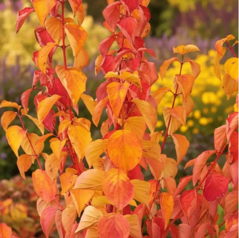 Corn portocaliu - Cornus sanguinea ‘Magic Flame’