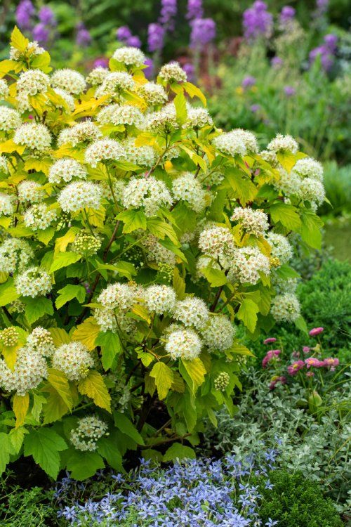 Fizocarp Darts Gold - Physocarpus opulifolius 'Dart's Gold