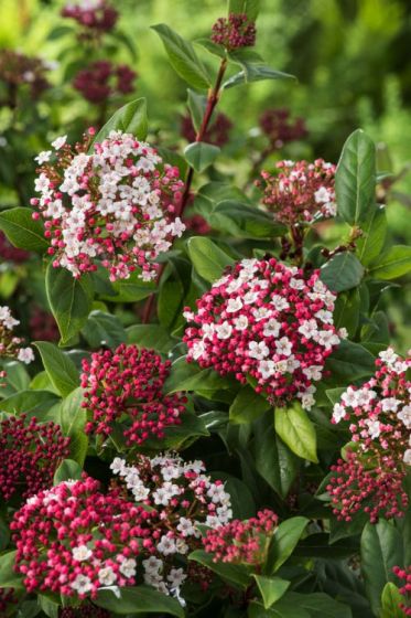 Bulgăre de zăpadă - Viburnum tinus 'Gwenllian