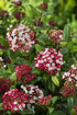 Bulgăre de Zăpadă - Viburnum Tinus 'Gwenllian'