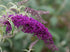 Liliac de vară - Buddleja davidii Nanho Purple