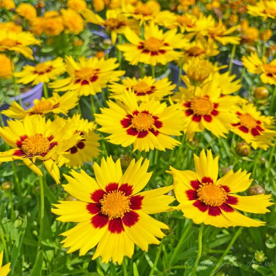 Ochiul fetei - Coreopsis grandiflora Sun Kiss Yellow Red