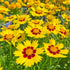 Ochiul fetei - Coreopsis grandiflora Sun Kiss Yellow Red