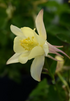 Căldărușe - Aquilegia caerulea Earlybird™  Yellow