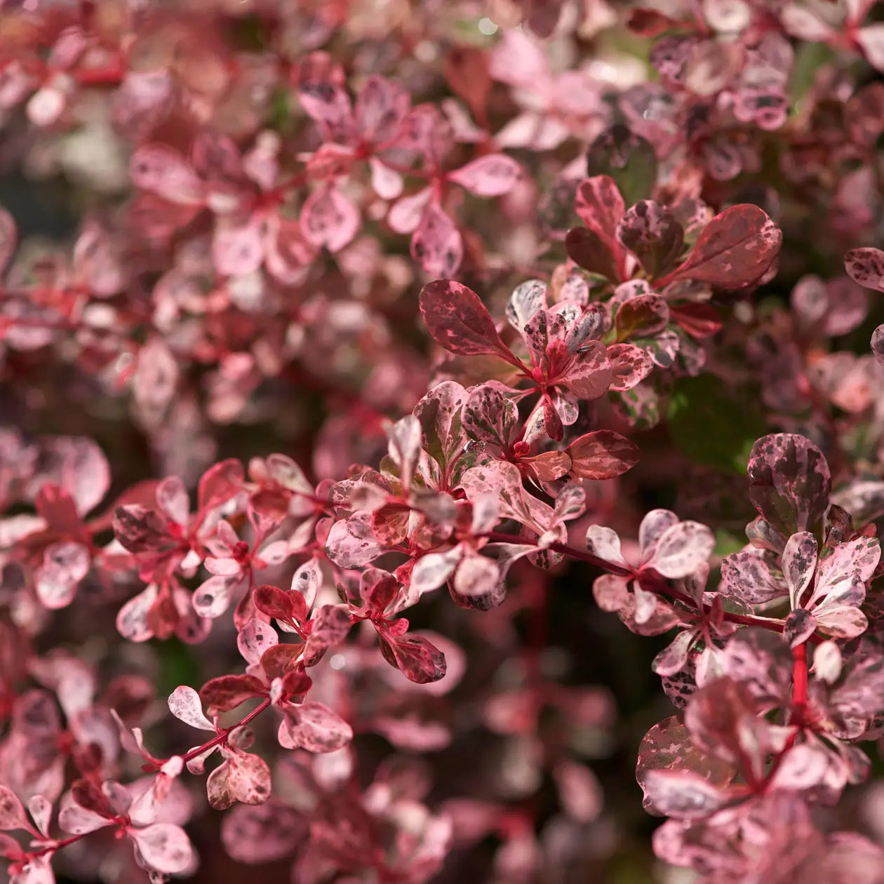 Drăcilă pictată - Berberis thunbergii Rose Gold