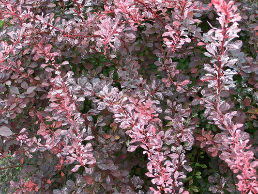 Drăcilă pictată - Berberis thunbergii Rose Gold