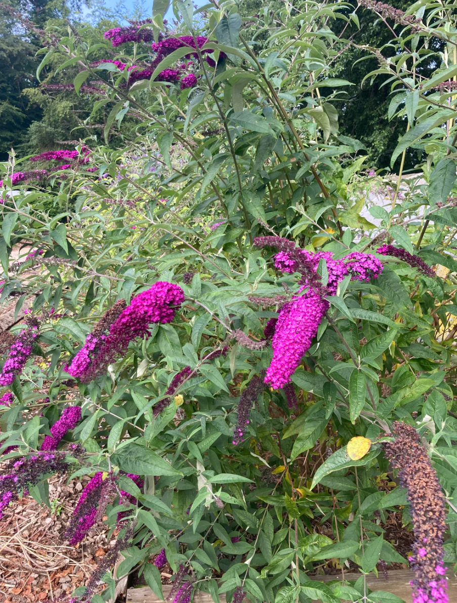 Liliac de vară roz intens - Buddleja davidii 'Royal Red'