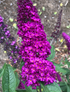 Liliac de vară roz intens - Buddleja davidii 'Royal Red'