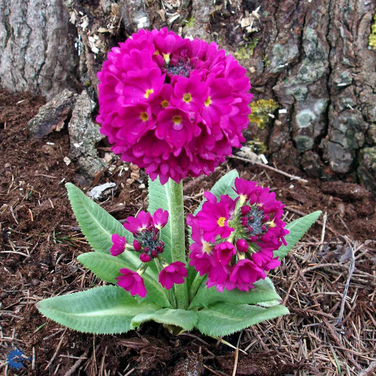 Primule - Primula denticulata 'Rubin'