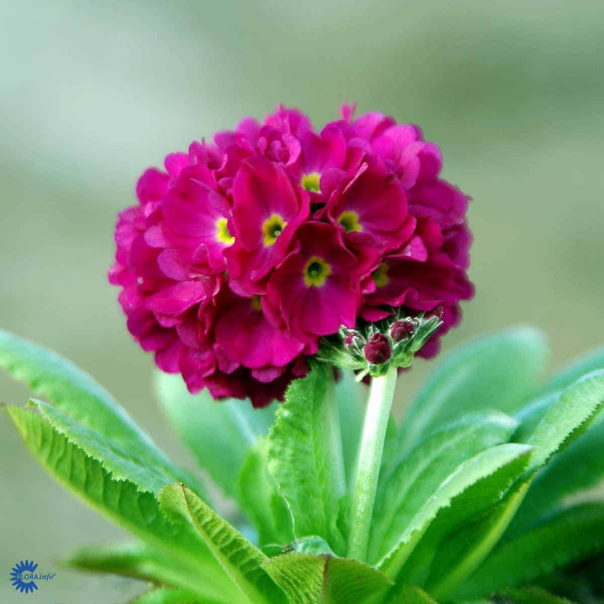 Primule - Primula denticulata 'Rubin'