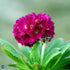 Primule - Primula denticulata 'Rubin'