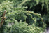 Ienupăr albastru - Juniperus chinensis 'Blue Alps'