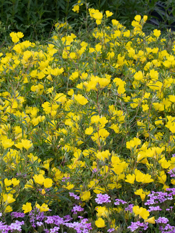 Luminița nopții - Oenothera hybrida African Sun