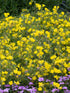 Luminița nopții - Oenothera hybrida African Sun