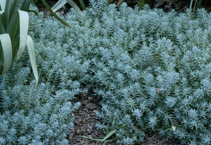 Iarba grasă albastră - Sedum reflexum 'Blue Spruce'