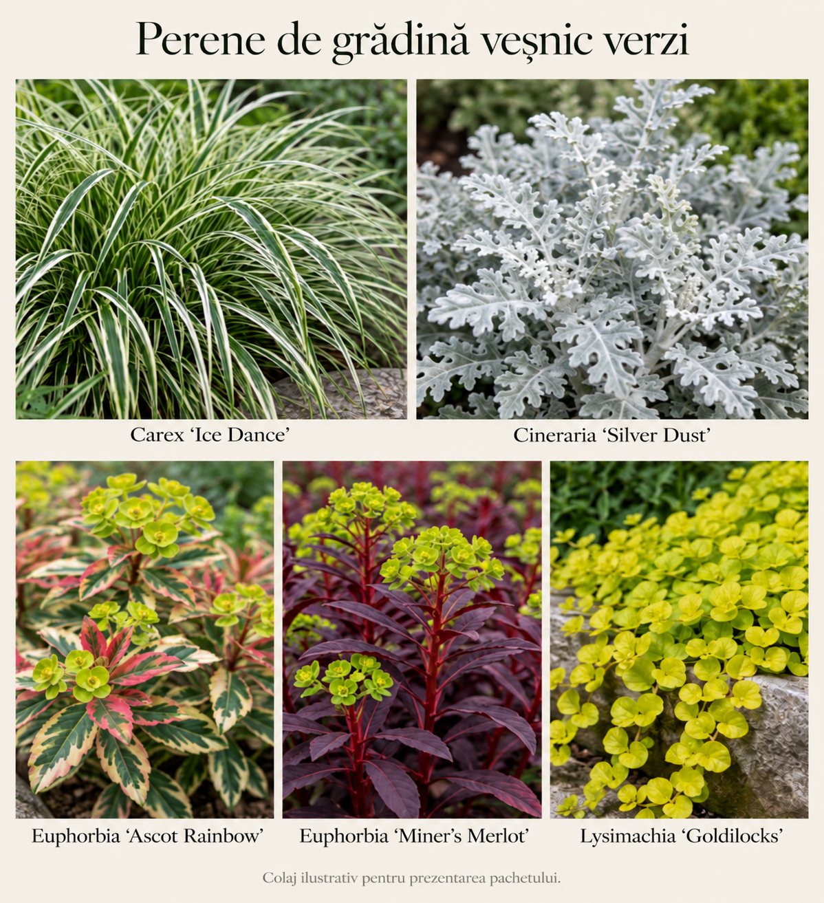 Perene de grădină veșnic verzi (pachet)