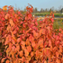 Corn portocaliu - Cornus sanguinea ‘Magic Flame’
