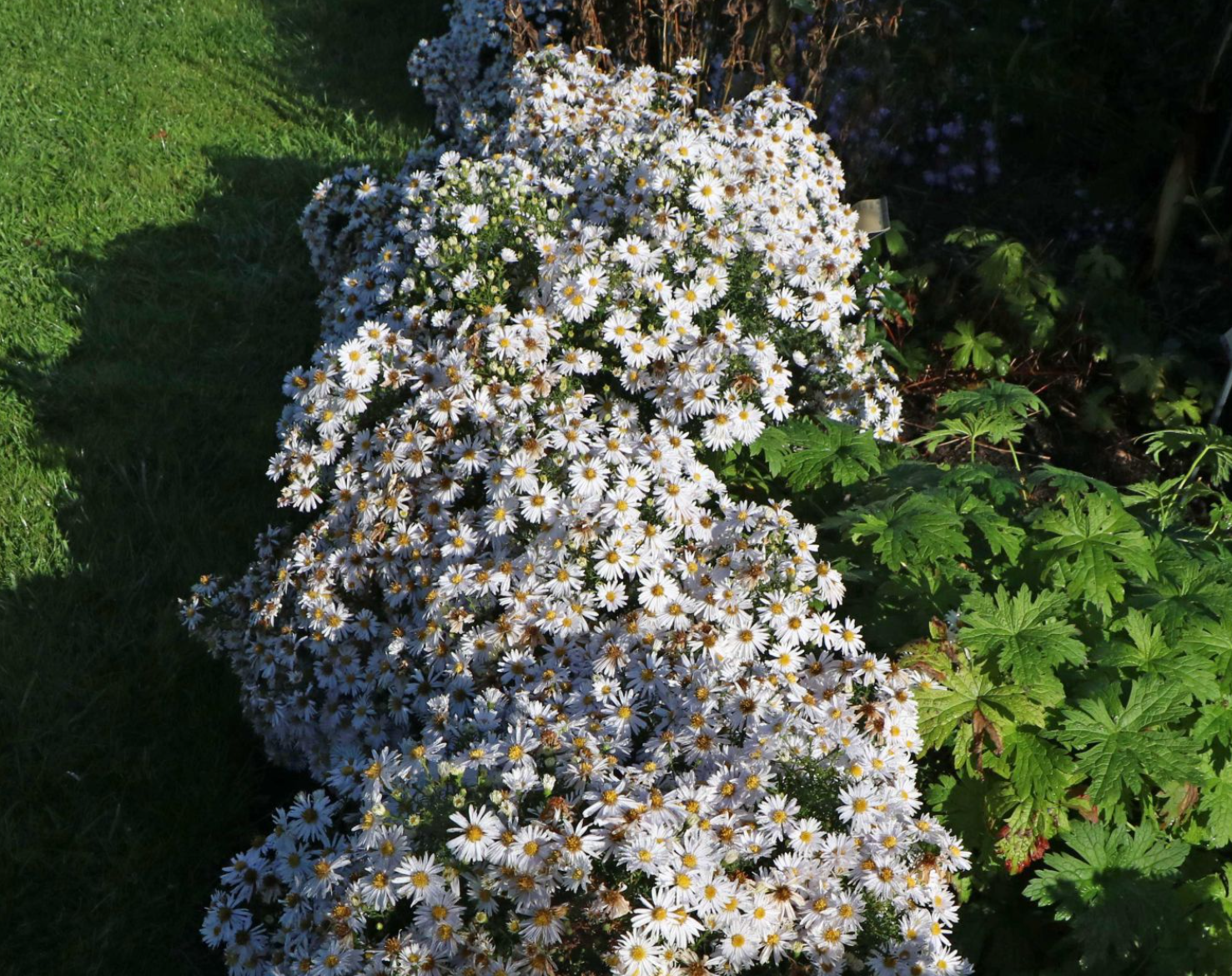 Aster pitic - Aster dumosus Alpha White