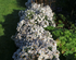 Aster pitic - Aster dumosus Alpha White